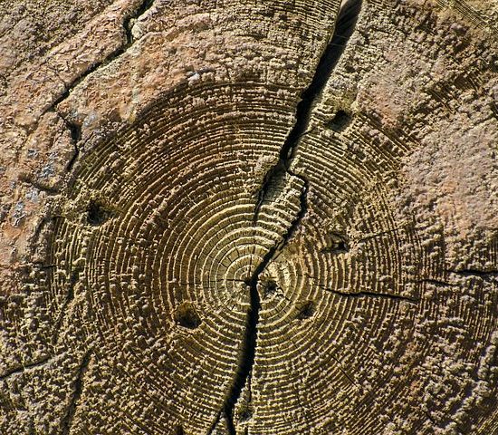 circular-wood-grain
