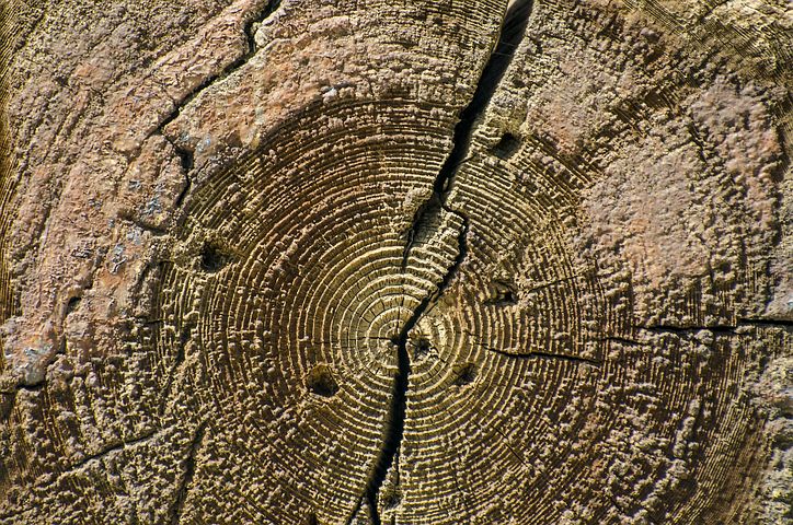 circular-wood-grain