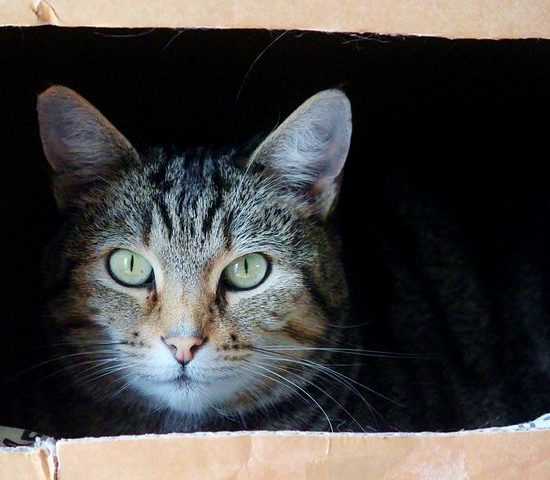cat-in-cardboard-box