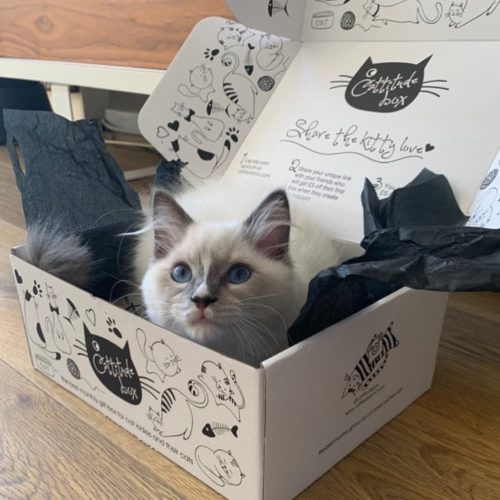 Subscription Boxes with Cattitude | Aylesbury Box Company