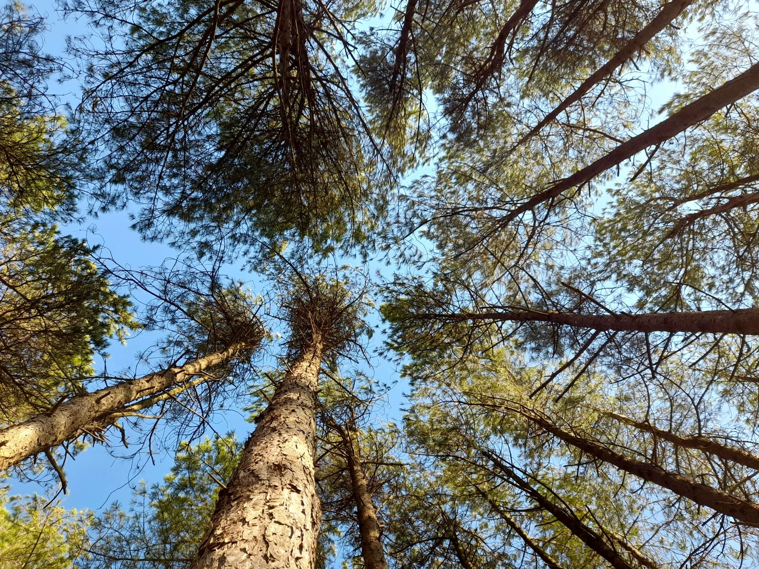 View-up-to-the-sky-through-tree-canopy