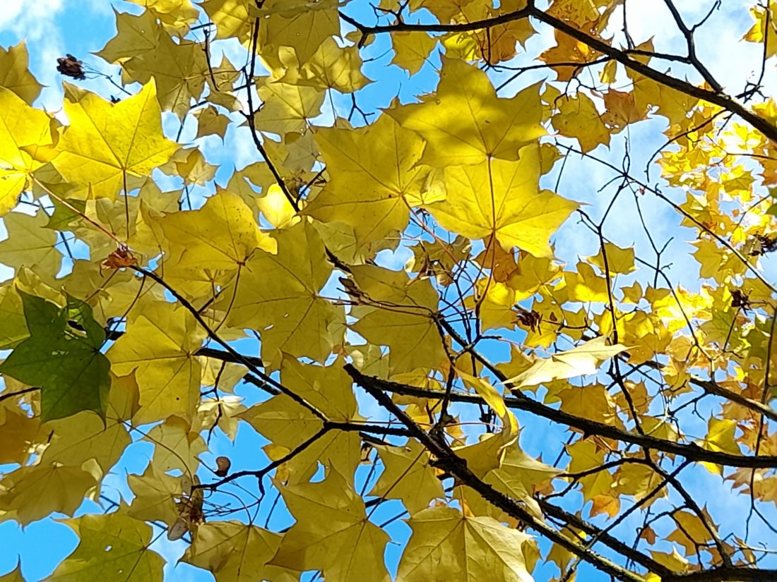 leaves-on-tree