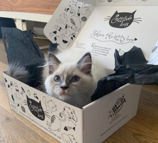 subscription-box-with-cat