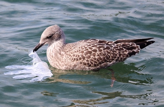 seagull-eating-plastic