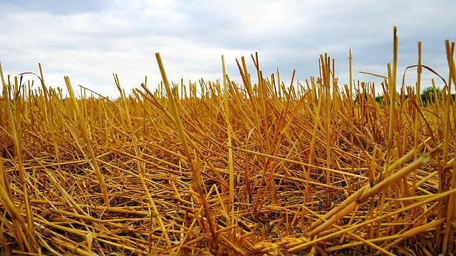 barley-straw-in-field