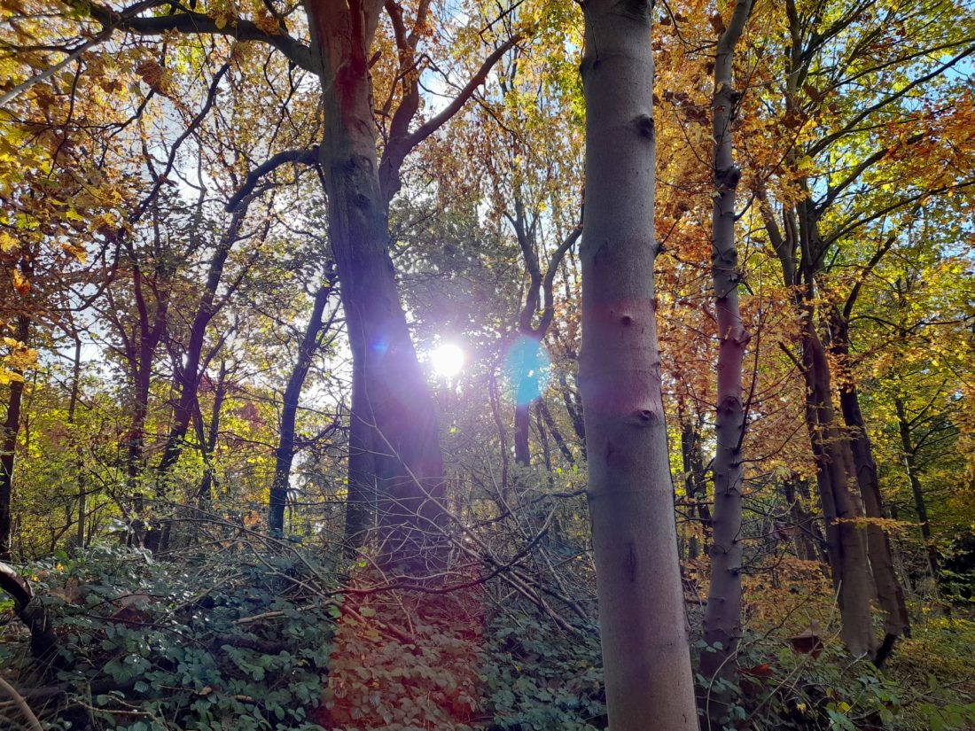 sun shining through woodland trees