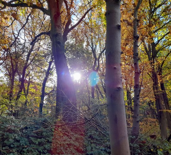 sun shining through woodland trees