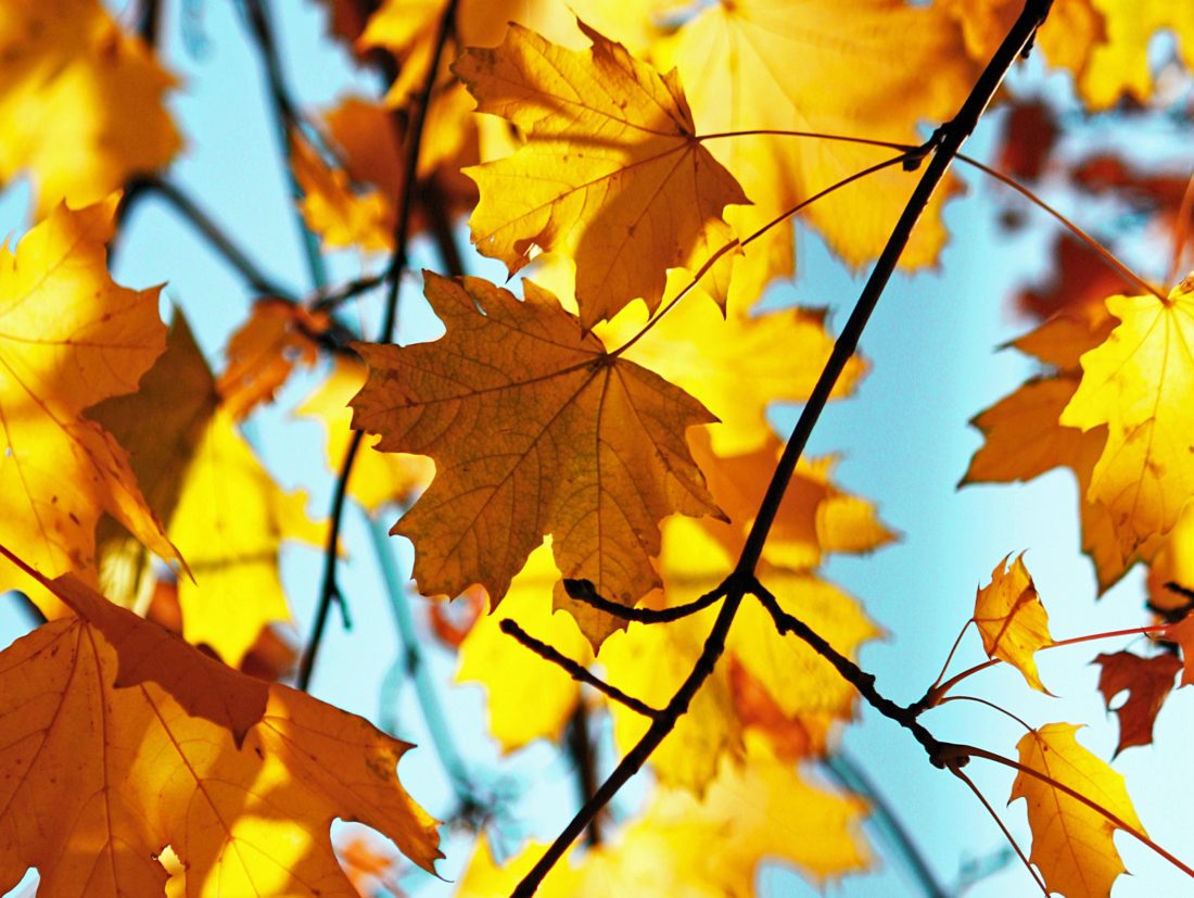 Golden-Autumn-leaves-against-a-blue-sky