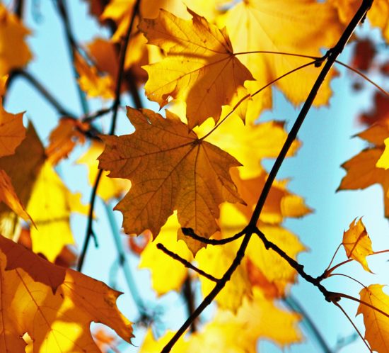 Golden-Autumn-leaves-against-a-blue-sky